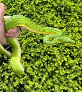 Adult Emerald Tree Boa (Male 1)