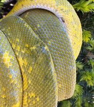 Load image into Gallery viewer, Adult Designer Green Tree Python (Male)