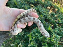Load image into Gallery viewer, Adult ‘Anaconda’ Western Hognose Snake (Male)