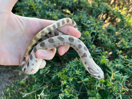 Adult ‘Anaconda’ Western Hognose Snake (Male)