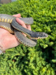 Adult Plain-Bellied Water Snake (Female)