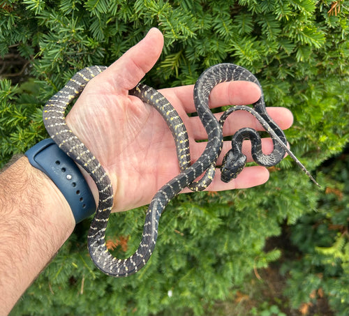 Juvenile Sulawesi Mangrove Snake (Male 4)