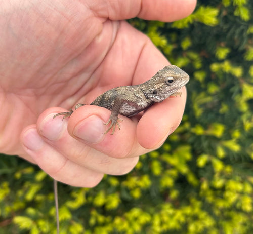 Baby Paradigm Bearded Dragon (4)