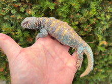 Load image into Gallery viewer, Adult ‘High-Color’ Ornate Uromastyx (Male 1)