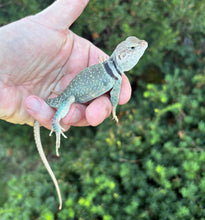 Load image into Gallery viewer, Adult Eastern Collared Lizard (1.1 Pair)