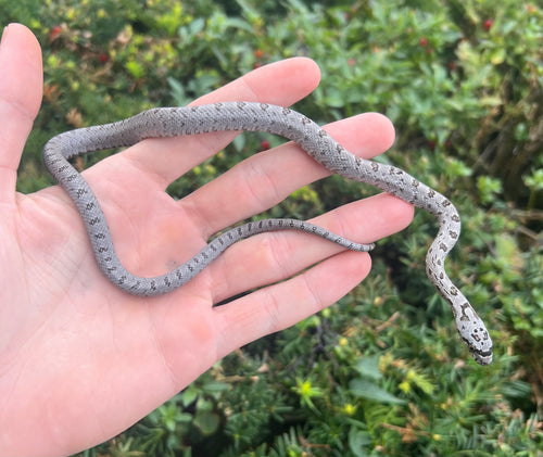 Baby Baird's Ratsnake