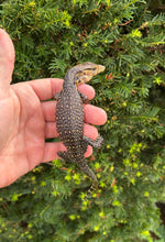 Load image into Gallery viewer, Baby Sulawesi Water Monitor (5)