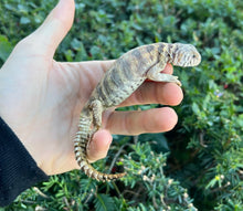 Load image into Gallery viewer, Small Ornate Uromastyx (4)