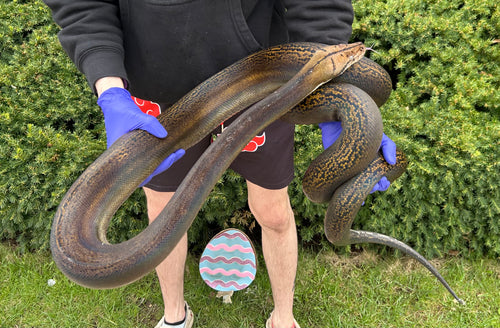 10’ Sub-Adult Golden Child Reticulated Python (Female)