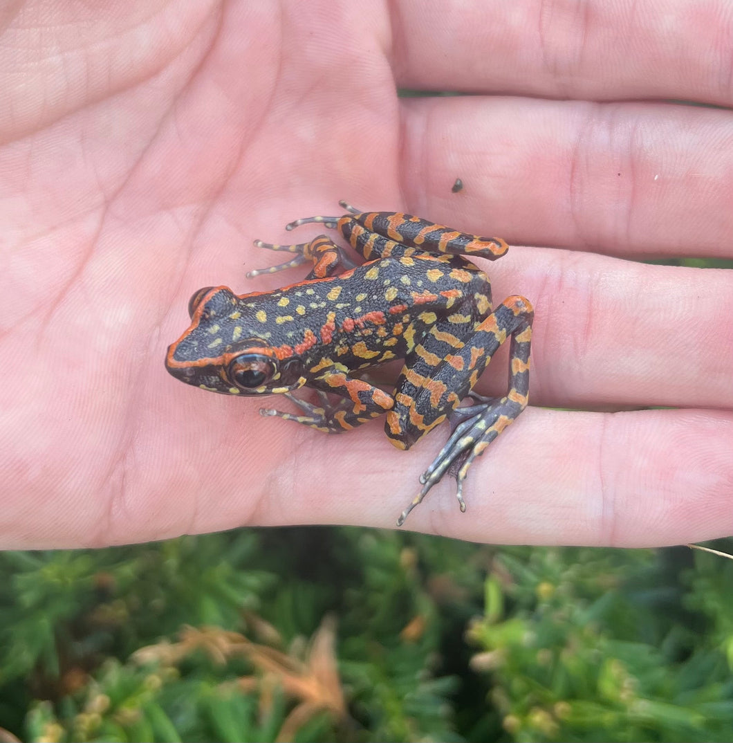 Spotted Stream Frog