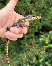 Load image into Gallery viewer, Baby Sumbawa Water Monitor (1)