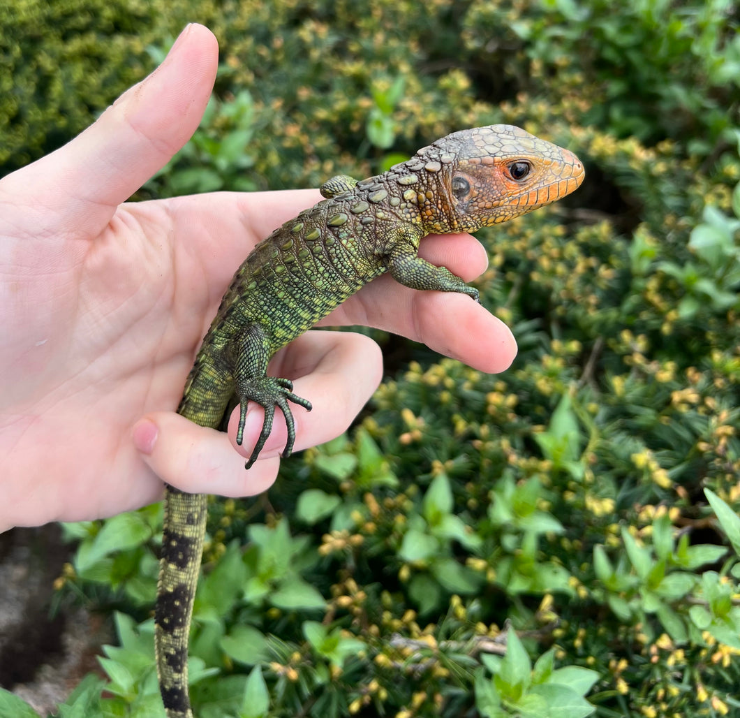 Baby Caiman Lizard