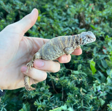Load image into Gallery viewer, Small Ornate Uromastyx (3)