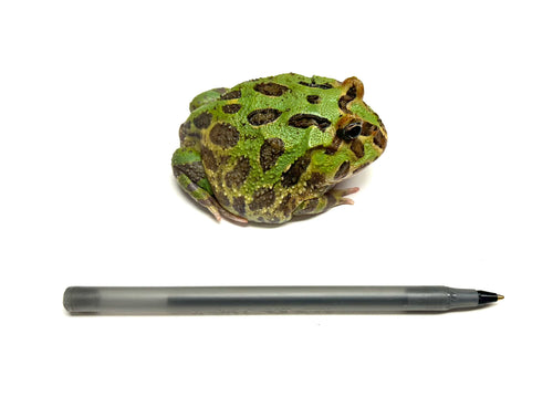 4” Green Pacman Frog