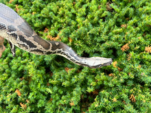 Load image into Gallery viewer, Sub-Adult Chrome Sumatran Short-Tailed Python (Female)