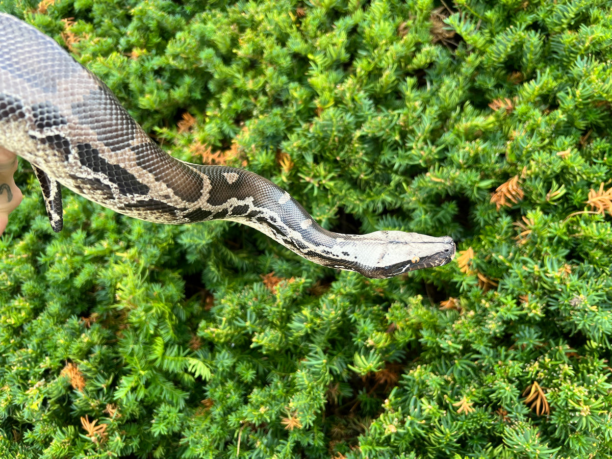 Sub-Adult Chrome Sumatran Short-Tailed Python (Female) – Scales and ...