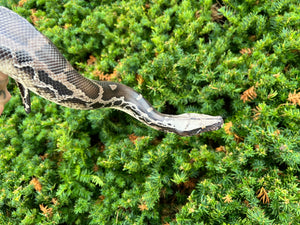 Sub-Adult Chrome Sumatran Short-Tailed Python (Female)