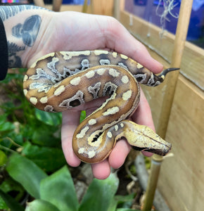 Baby Red Blood Python (Female 8)