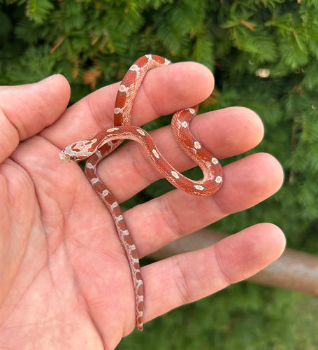 Baby Pied-Sided Corn Snake
