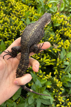 Load image into Gallery viewer, 1.1 Yellowback Spiny Tailed Iguanas