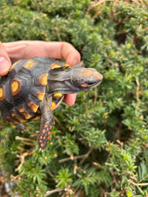 Load image into Gallery viewer, 4” Brazilian Cherry-Head Red Foot Tortoise (1)