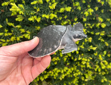 Load image into Gallery viewer, 5” Fly River Turtle