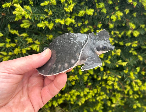 5” Fly River Turtle