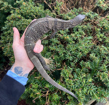 Load image into Gallery viewer, Juvenile Black Roughneck Monitor