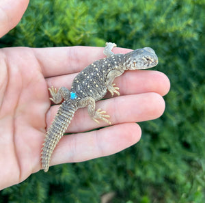 Baby Saudi Arabian Giant Uromastyx (1)