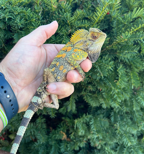 1.1 Adult Blue-Eyed Crested Dragon