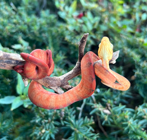 Baby Red Amazon Tree Boa (Male 2)