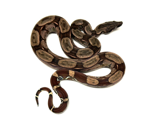 Juvenile Guyana Boa (Female 1)
