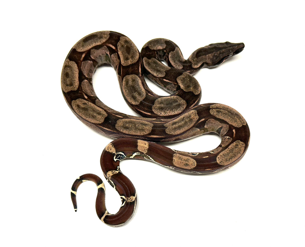 Juvenile Guyana Boa (Female 1)