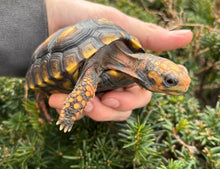 Load image into Gallery viewer, 4” Brazilian Cherry-Head Red Foot Tortoise (2)