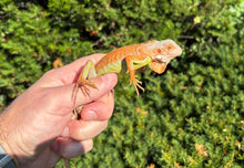 Load image into Gallery viewer, Baby Orange Sunbust Zero Green Iguana