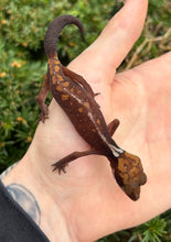 Load image into Gallery viewer, Adult Cat Eyed Gecko (Female 1)