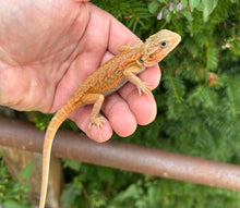 Load image into Gallery viewer, Baby Red Translucent Bearded Dragon (1)