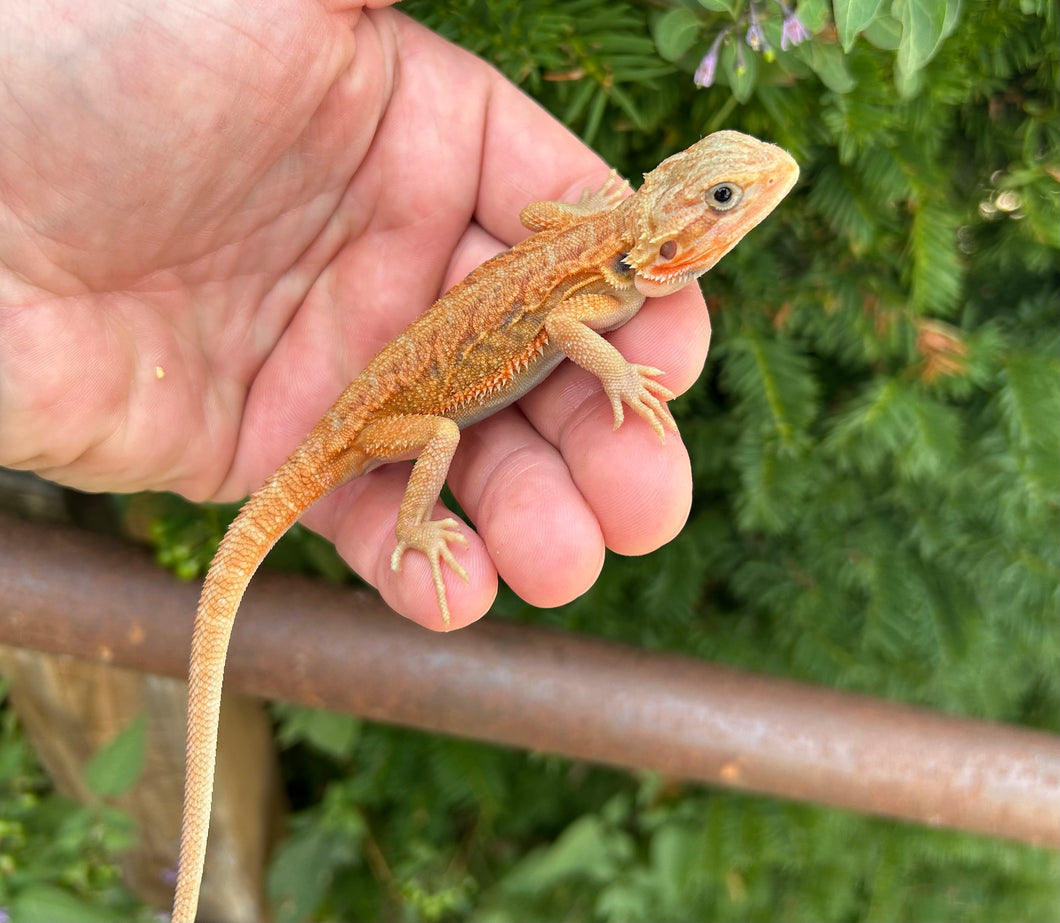 Baby Red Translucent Bearded Dragon (1)