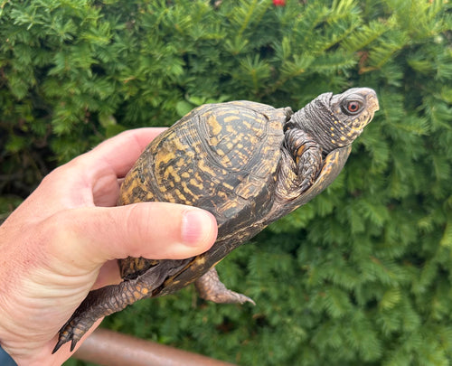 Adult Eastern Box Turtle (Male)
