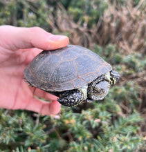 Load image into Gallery viewer, Sub-Adult European Pond Turtle (Male)