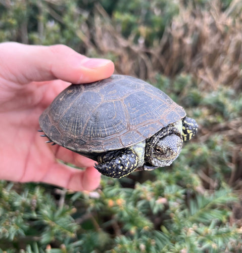 Sub-Adult European Pond Turtle (Male)