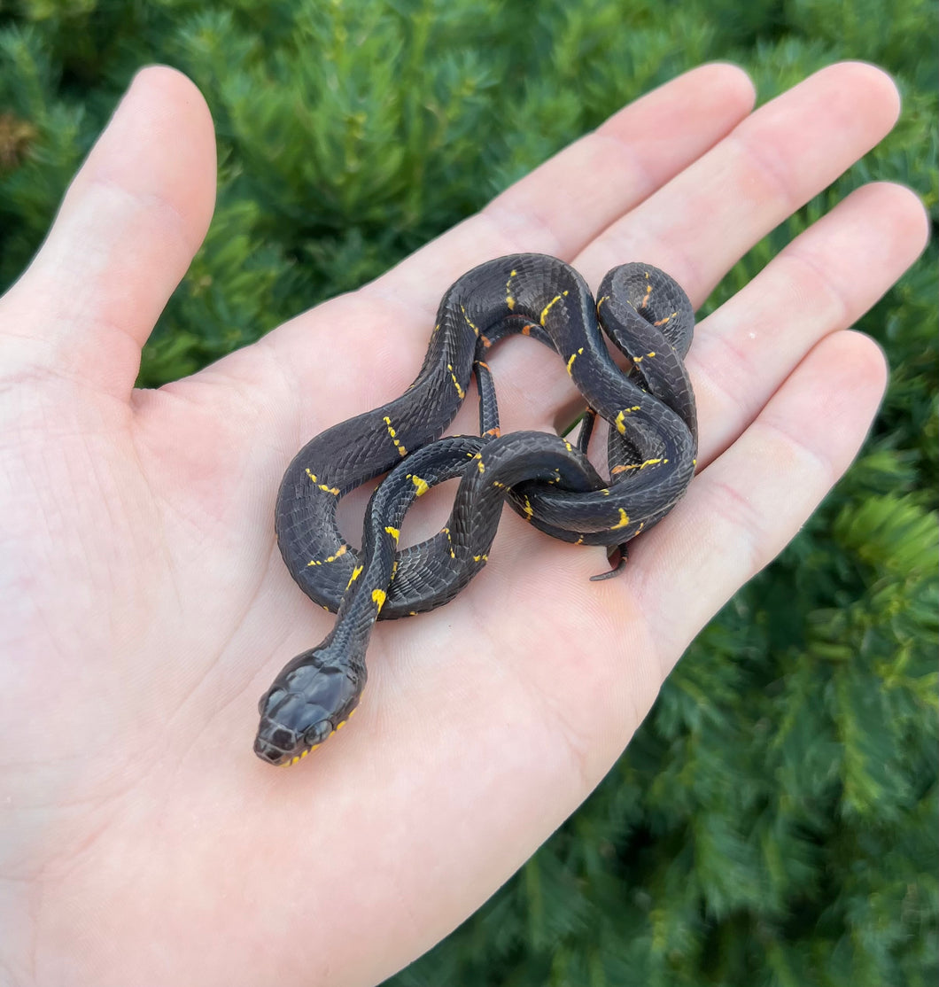 Baby Malaysian Mangrove Snake (Female 4)