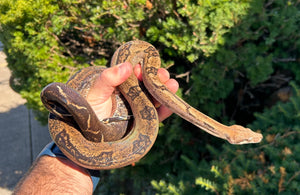 Sub-Adult Boa Constrictor het Blood/Type 2 Anery (Male)
