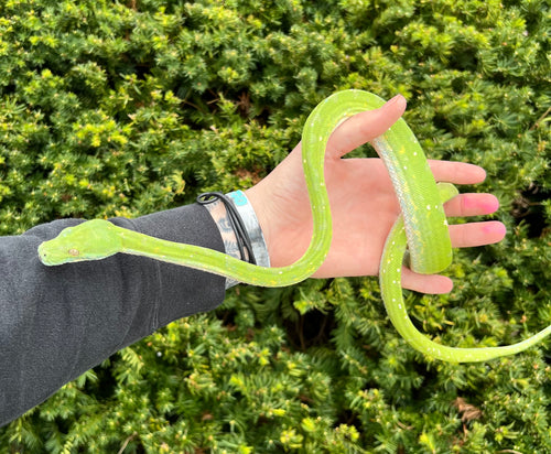 Adult Biak Green Tree Python (Male 2)