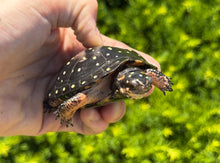 Load image into Gallery viewer, Adult Spotted Turtle (Female)