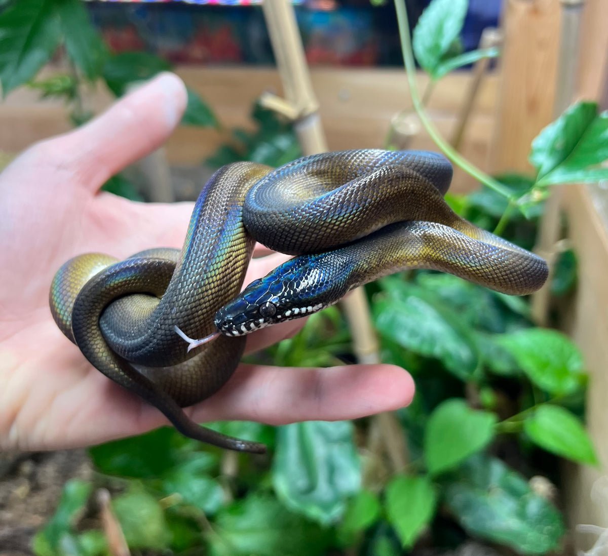 Juvenile Northern White-Lipped Python (Female 3) – Scales and Tails of Ohio