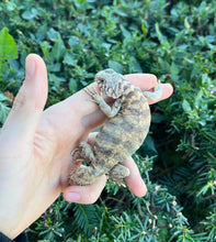 Load image into Gallery viewer, Small Ornate Uromastyx (4)