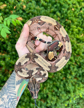 Load image into Gallery viewer, Juvenile ‘High-Color’ Guyana Boa (Male 1)