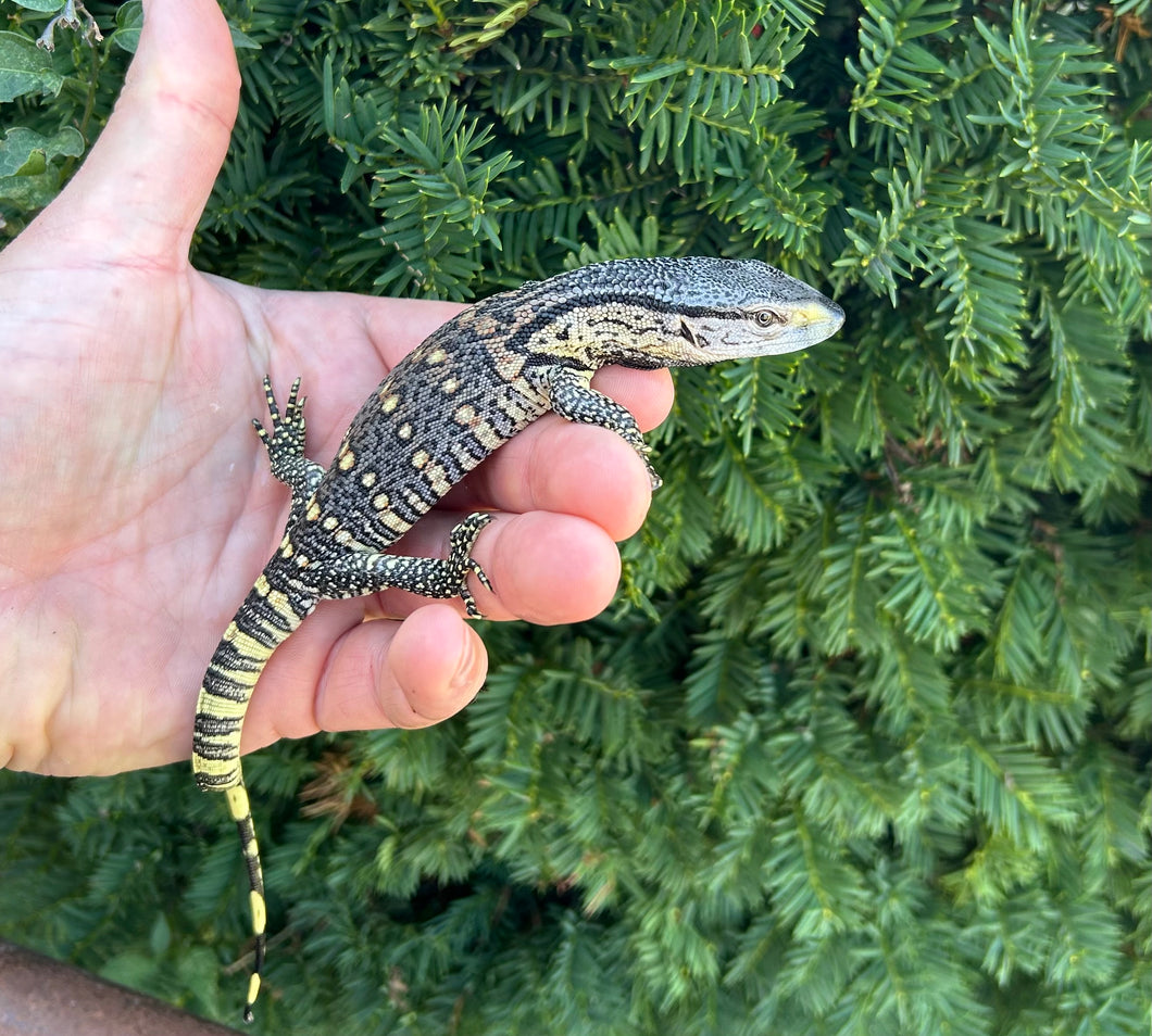 Baby Black Throat Monitor (3) – Scales and Tails of Ohio