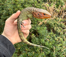 Load image into Gallery viewer, Small Caiman Lizard (2)